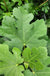 Pastilliere Fig-Fruit Trees-Raintree Prop-1 Gallon Pot-