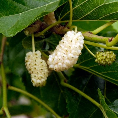 Nikita White™ Mulberry-Fruit Trees-North Woods-1 Gallon Pot-