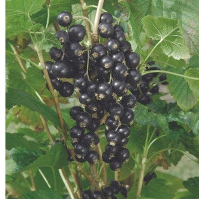 Kantata 50 Black Currant-Berries-North Woods-1-2' Plant-