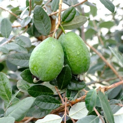 Unique Guava-Fruit Trees-North Woods-1 Gallon Pot-
