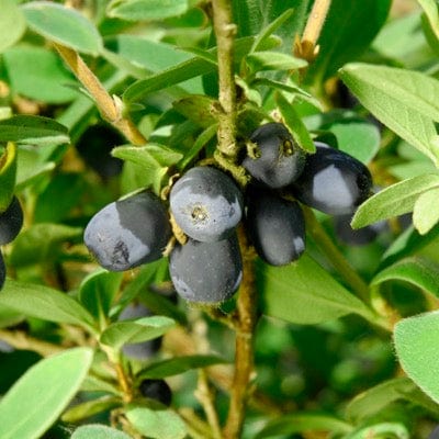 Blue Sea™ Honeyberry-Berries-North Woods-1-2' Plant-