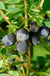 Blue Sea™ Honeyberry-Berries-North Woods-1-2' Plant-