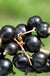 Coronet Black Currant-Berries-Whitman-Bareroot (1-2')-