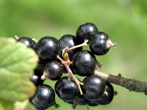 Laxton's Giant Black Currant-Berries-Whitman-Bareroot (1-2')-