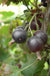Giant Jostaberry-Berries-Whitman-Bareroot (1-2')-