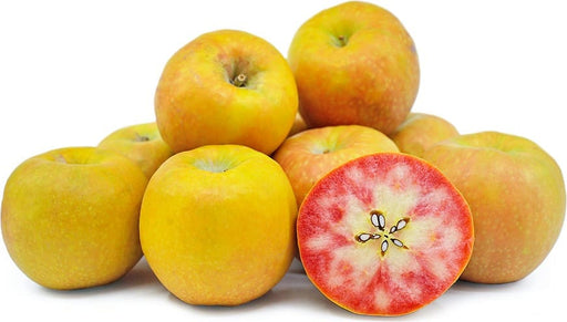 Lucy™ Glo Apple-Fruit Trees-Biringer