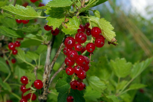 Viking Red Currant-Berries-Whitman-Bareroot (1-2')-