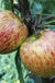 Ellison's Orange Apple-Fruit Trees-Biringer-Dwarf (4'-5')-