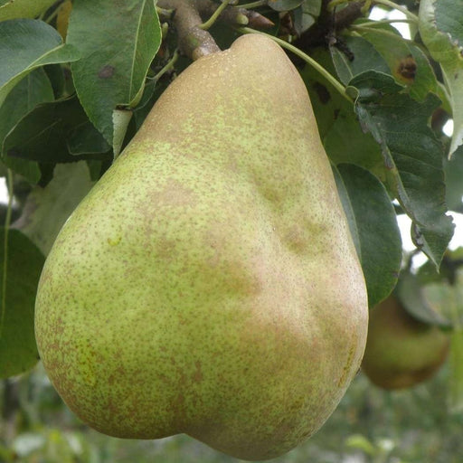 European Winter Pear Bundle No. 1-Fruit Trees-Biringer-Semi-Dwarf (4'-5')-