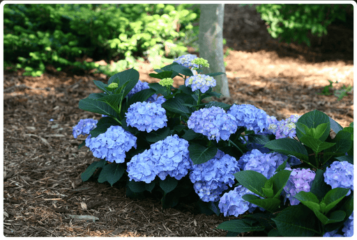 Let's Dance® Blue Jangles® Reblooming hydrangea-Ornamental Shrub-Biringer-12-18" Plant-