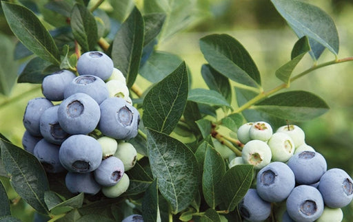 Blue Ribbon Blueberry-Berries-Alpha-1 Gallon Pot-