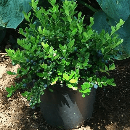 Gaylussacia brachycera 'Berried Treasure'™-Berries-Briggs-1 Gallon Pot-