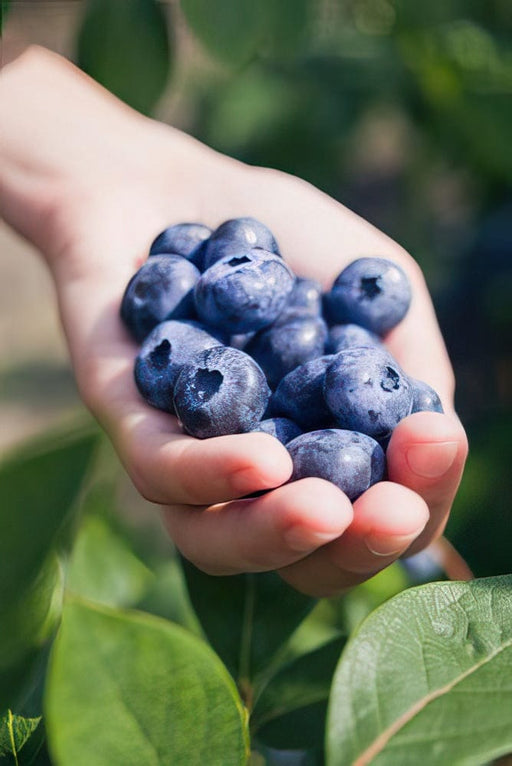 Chandler blueberry-Berries-Fall Creek-2 Liter Pot-