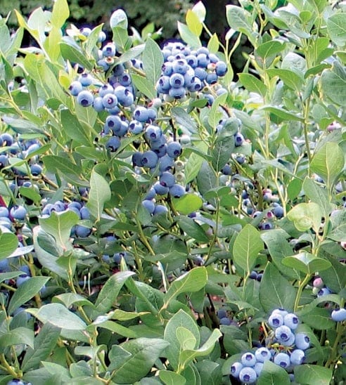 Draper Blueberry-Berries-Alpha-1 Gallon Pot-