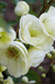Double Take Eternal White™ Flowering Quince-Ornamentals-Raintree Prop-2 Quart Pot-