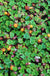 Emerald Carpet Raspberry-Berries-Raintree Prop-4" Pot-