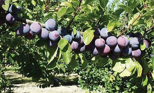 Gras Ameliorat European Plum-Fruit Trees-Biringer-Dwarf (4'-5')-