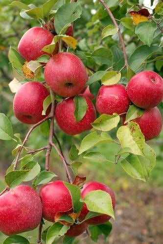 Easy-Grow Orchard Honeycrisp Apple Bundle (3 Trees)-Raintree Nursery-4'-5' Bareroot-