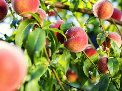 Pretty Perfect Peach Bundle no.1-Fruit Trees-Biringer-(Semi-Dwarf) 4'-5'-