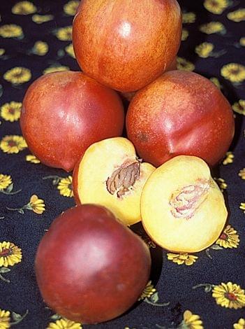 Nectar Babe Miniature Nectarine-Fruit Trees-Dave Wilson-Semi-Dwarf-