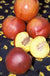 Nectar Babe Miniature Nectarine-Fruit Trees-Dave Wilson-Semi-Dwarf-
