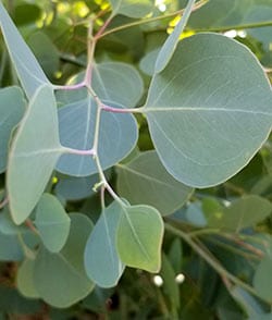Omeo Gum Eucalyptus-Ornamentals-Whitman-1 Gallon Pot-