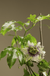 Frederick Passiflora-Vines-Raintree Prop-1 Gallon Pot-
