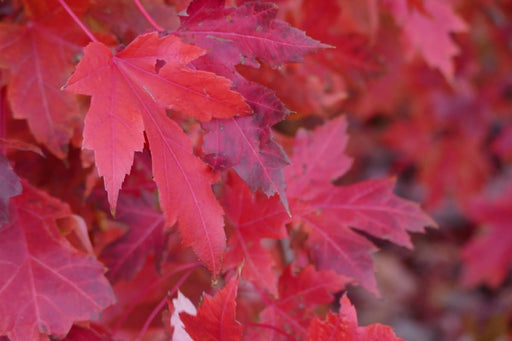 Red Sunset® Maple Tree-Ornamentals-Biringer-(4'-5')-