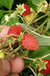 Regina Alpine Strawberry-Raintree Prop-4" Pot-