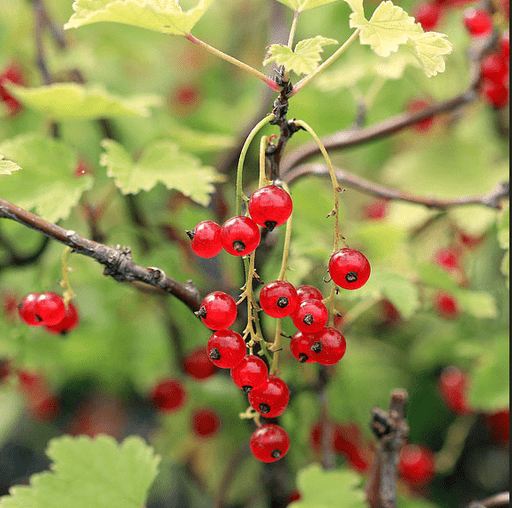Red Lake Currant-Berries-Dave Wilson-