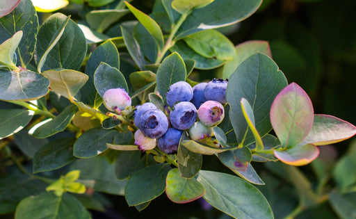 Bushel and Berry® Silver Dollar® Blueberry-Berries-Raintree Prop-1 Gallon Pot-