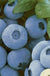 Top Shelf Blueberry-Berries-Alpha-1 Gallon Pot-