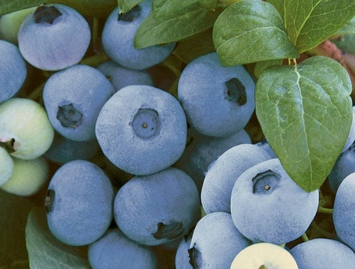 Top Shelf Blueberry-Berries-Alpha-1 Gallon Pot-