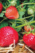Eclair Strawberry Bundle (2 packs)-Berries-Koppes-25 Bareroot Crowns-