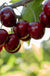 Amarena Di Pescara Cherry-Fruit Trees-North Woods-1 Gallon Pot-