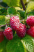 Caroline Raspberry-Berries-Weeks-