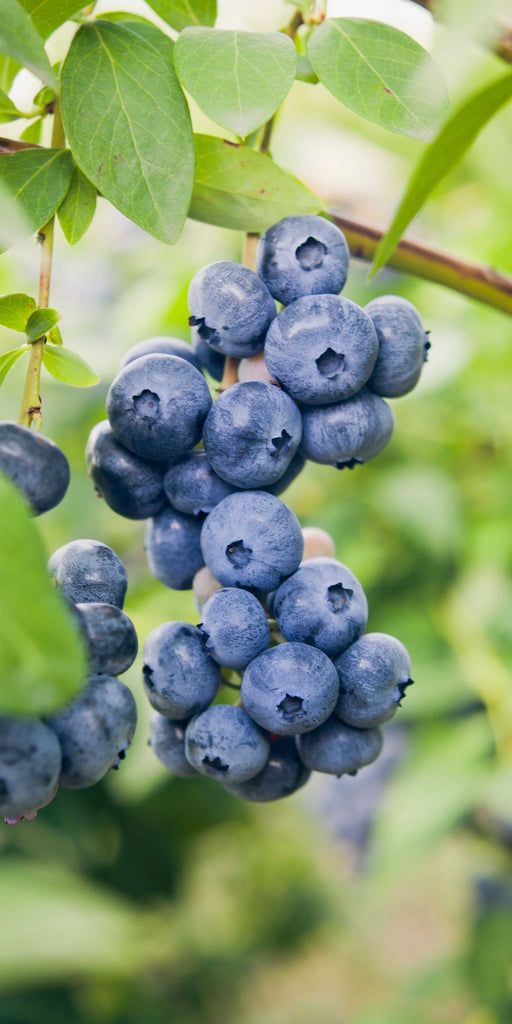 Dixie Blueberry-Berries-Aldrich-1 Gallon Pot-