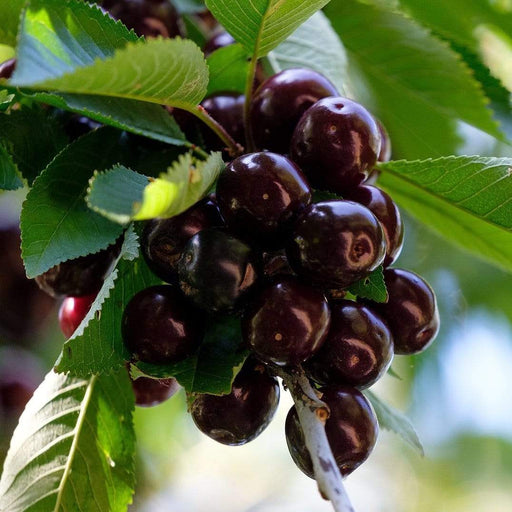 Bianco Rosato Di Piemonte Cherry-Fruit Trees-North Woods-1 Gallon Pot-