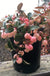 Winter Fiesta™ Wintergreen-Berries-Briggs-1 Qt Pot-