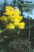 Frisia Gold Locust - Raintree Nursery