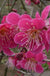 Roseglow Flowering Apricot - Raintree Nursery