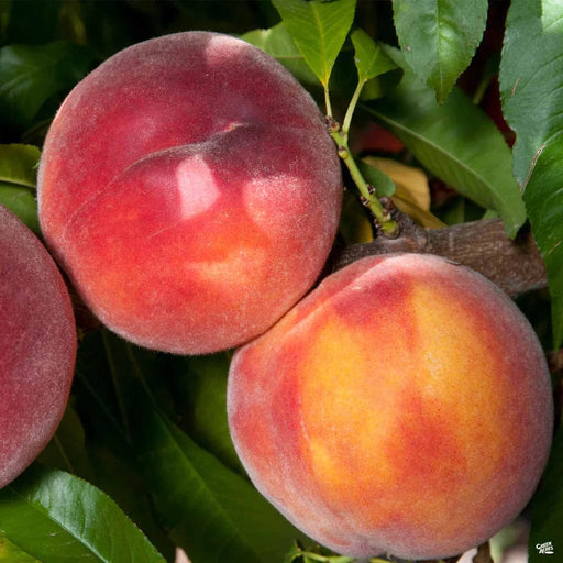 Combination Peach 'Zaiger Pride' (3 Varieties)/Semi Dwarf-Fruit Trees-Dave Wilson-Semi Dwarf (4'-5')-