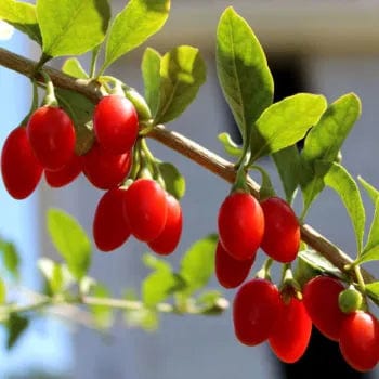 Red Empress™ Goji Berry-Berries-North Woods-1 Gallon Pot-