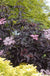Black Beauty Elderberry-Berries-Raintree Prop-