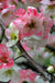 Toyo Nishiki Flowering Quince-Fruit Trees-Raintree Prop-