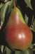 Pound European Pear - Raintree Nursery