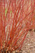 Baileyi Red Twig Dogwood-Ornamental Shrub-Biringer-1'-3' Bareroot Plant-