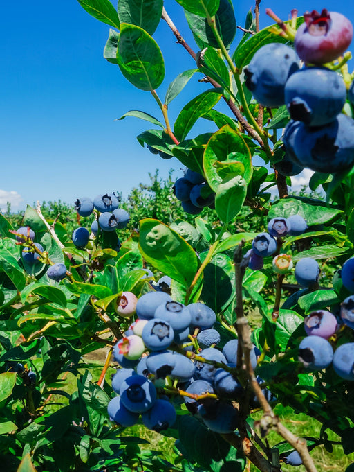 Big Blueberry Bundle no.1-Berries-Fall Creek-Bundle-