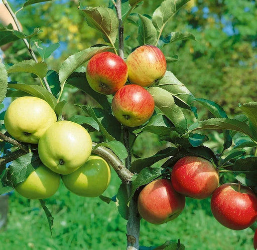Combination Disease-Resistant Apple (3 Varieites)-Fruit Trees-Biringer-Semi-Dwarf (4'-5')-