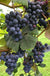 Concord Grape - Raintree Nursery